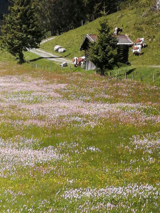 Haus Jessica Incl National Park Sommercard Mittersill Exteriör bild